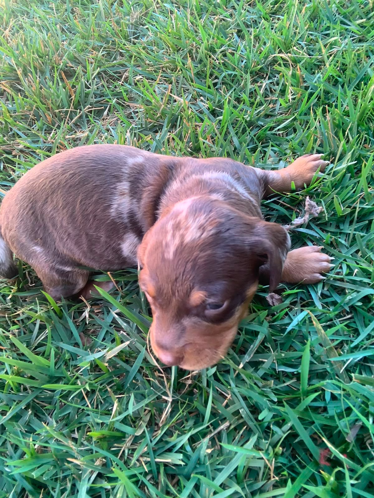 Filhote de Dachshund no gramado
