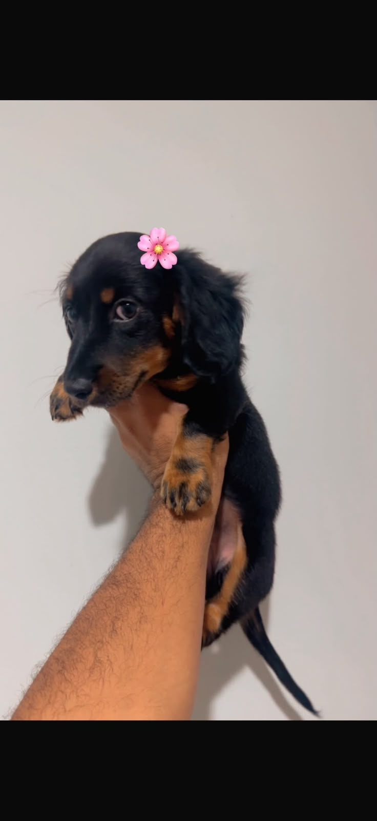 Filhote de Dachshund no colo