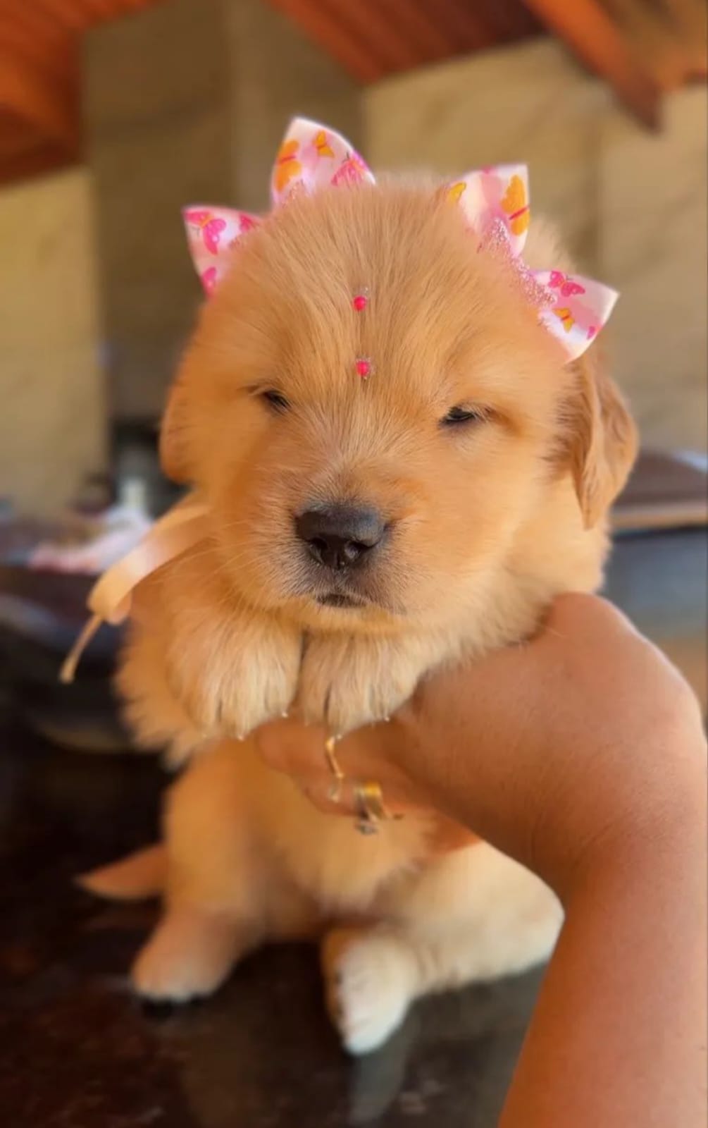 Filhote de Golden Retriever com laço